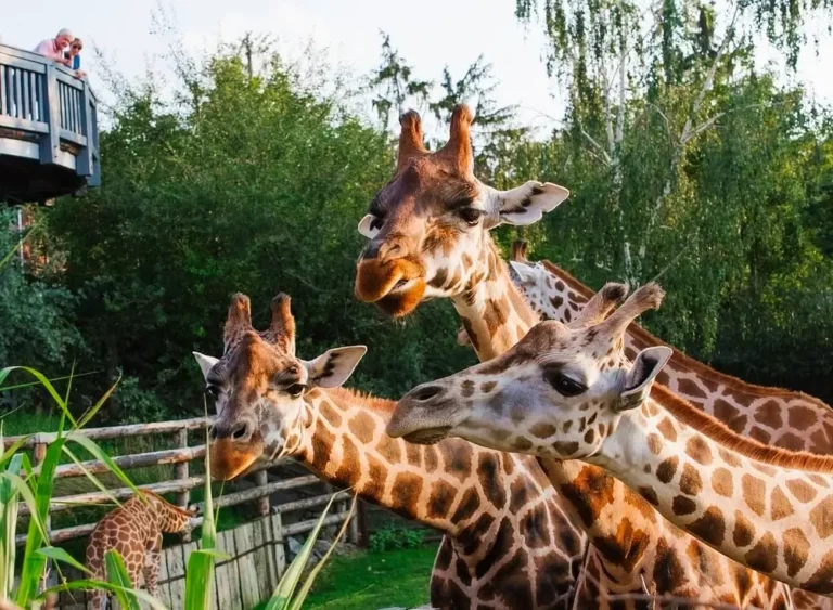 Zoologická zahrada v okolí autokempu Trojská.